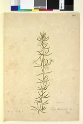 Seite 248. Zieria laevigata